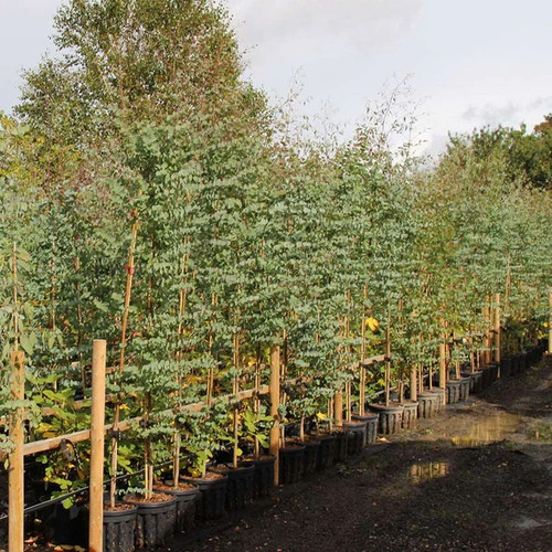 Eucalyptus gunnii cider gum - gunnii,