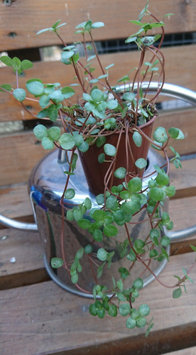 Pilea glauca greyzy silver - pilea, |