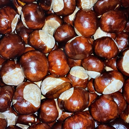 100 conkers arts crafts - conkers,