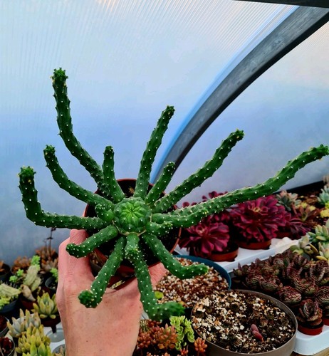 Euphorbia inermis medusa - euphorbia, medusa's