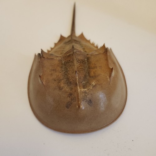 1pc dried molted horseshoe - dried,