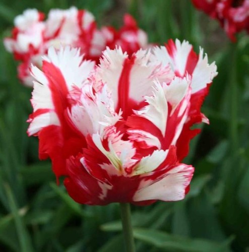Tulips parrot estella - parrot, 'estella