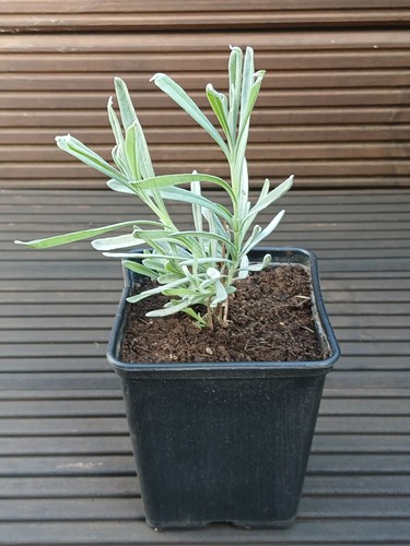English lavender munstead - lavender, 'munstead'