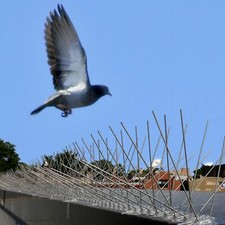 Fence wall spike - spike, bird
