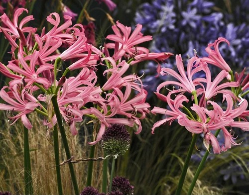 Nerine bowdenii 3 - nerine,