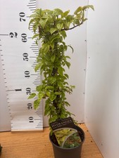Climbing Hydrangea anomala