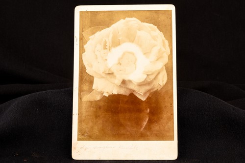 Late 1800s cabinet card - late,
