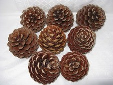 8x  Large Pine Cones From Scots Pine Decoration Christmas Craft. Are 8-9 cm (A)