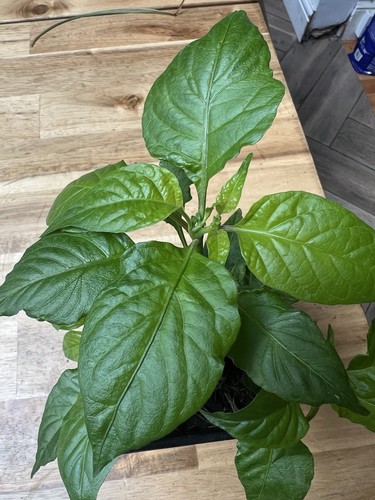 Carolina reaper plant in - reaper,