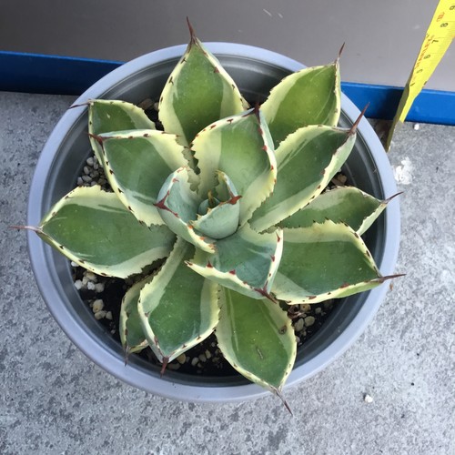 Agave potatorum kichiokan - agave,