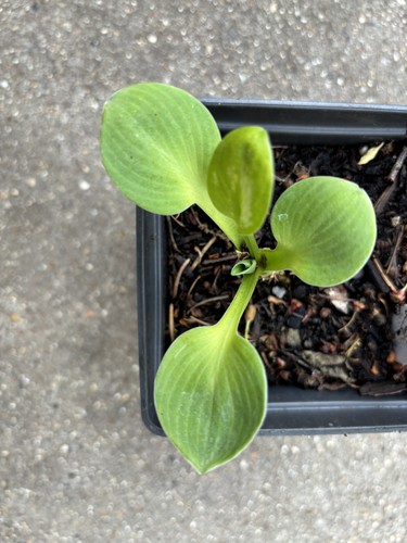 Hosta giantland sunny mouse - sunny,