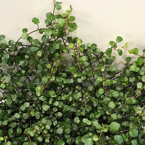 Muehlenbeckia complexa plug - 3x,