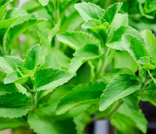 40x Stevia rebaudiana Seeds