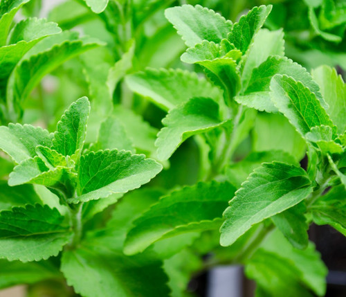40x stevia rebaudiana - 40x,