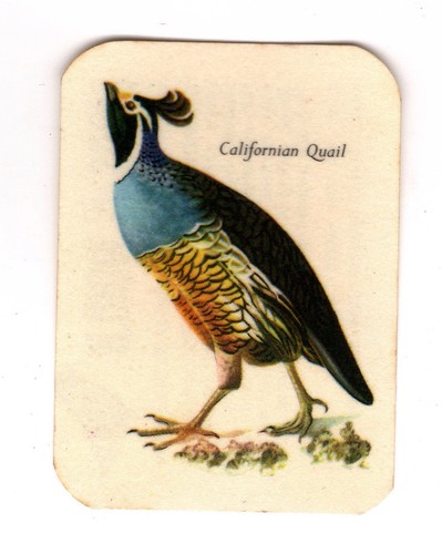 Cereal foods australia bird - cereal,
