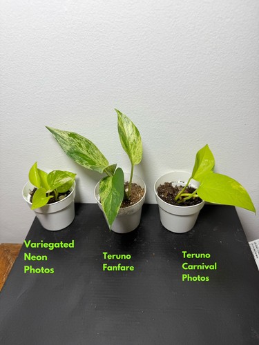 Epipremnun aureum teruno - epipremnun,
