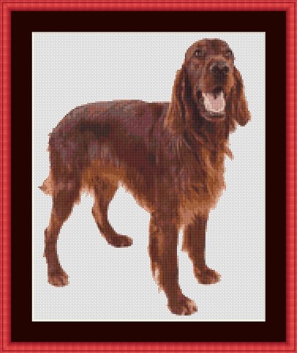 Irish red setter dog cross - red,