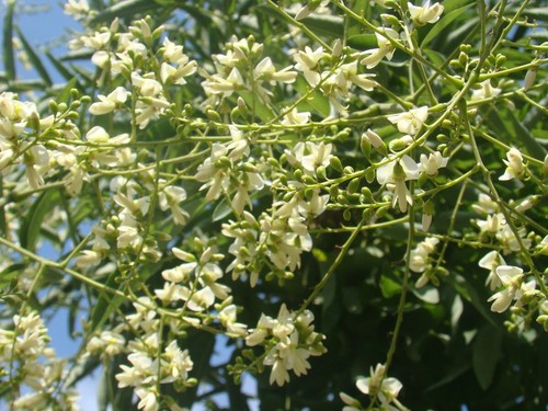 Japanese pagoda tree sophora - japanese,