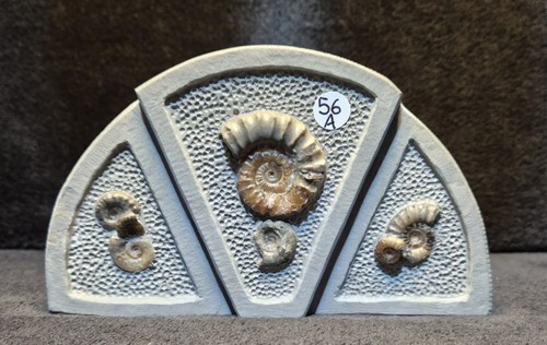 Calcite ammonites - calcite,