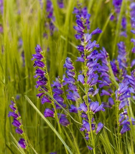 Penstemon strictus bandera - strictus,