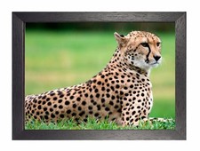 Beautiful Cheetah Big Cat Animal Wild Poster Kitty Tiger Beautiful Picture Photo