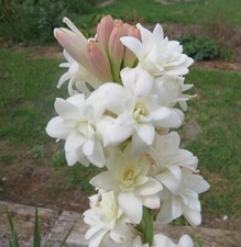 1- Tuberose Bulb single