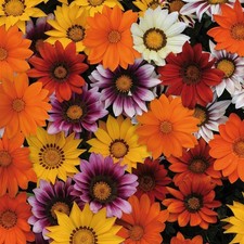 Perfect plants gazania - perfect,
