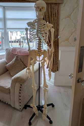 Human anatomical skeleton - anatomical,