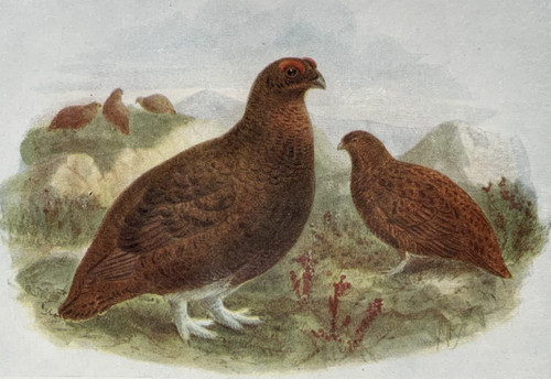 Red grouse birds - red,