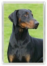 DOBERMAN PINSCHER LOVELY DOG