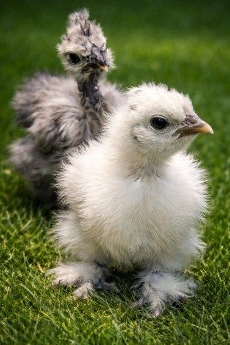 Silkie hatching eggs - 6+,