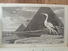 1807 ZOOGRAPHY BEAUTIES NATURE