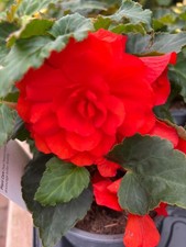 Ten Hardy Orange Begonia