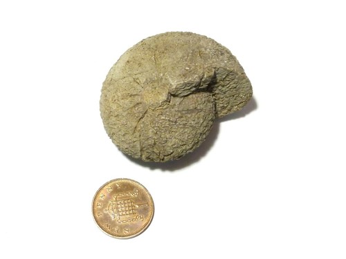 Nautilus ammonite fossil - ammonite, ?