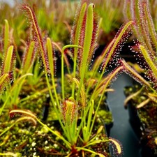 Carnivorous Drosera capensis. 2 PLANTS FREE DELIVERY.