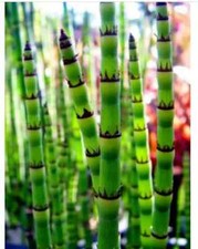 Horsetail Equisetum pond