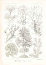 1904 Original Lithograph FUCOIDEAE Sea Marine Algae by Haeckel (EH15)