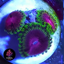 Fake Lime Chillis 3 Head Zoa