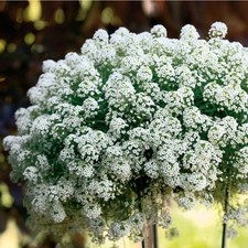 Lobularia plug plants honey