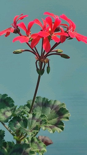 Pelargonium dresden pink - 'dresden, pink'