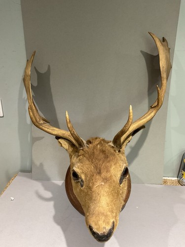 Taxidermy antique victorian - taxidermy,