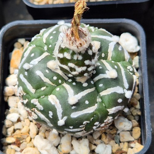 Astrophytum asterias super - asterias, 'super