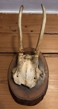 Antique Wall-Mounted Deer Antlers Wall Mount Taxidermy