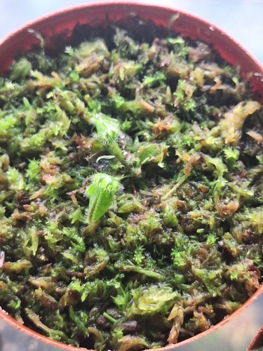 Cephalotus folicularis leaf - folicularis,