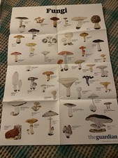 THE GUARDIAN Fungi A1