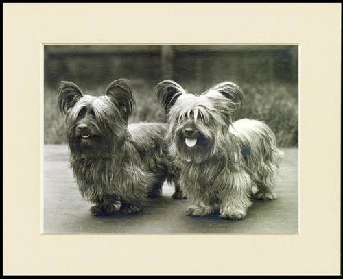 Skye terrier dog art - skye,