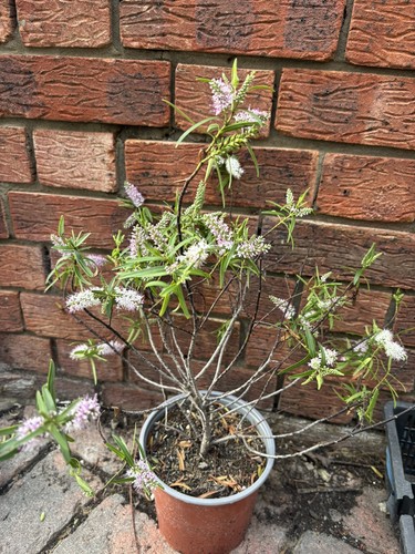 Hebe shrub l - l, pot
