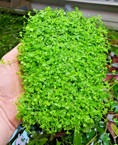 Micranthemum monte carlo - monte,