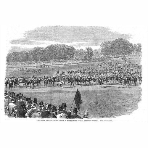 Horse racing the start - horse,