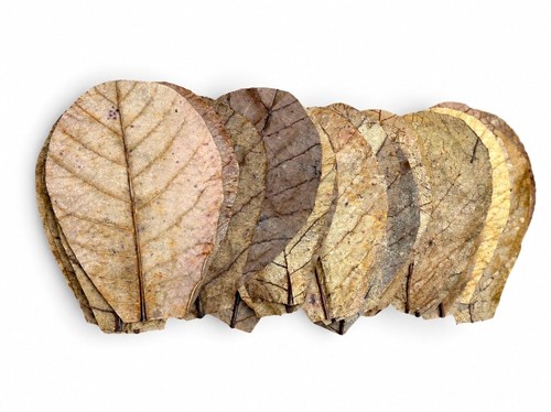 Natural catappa indian almond - natural,